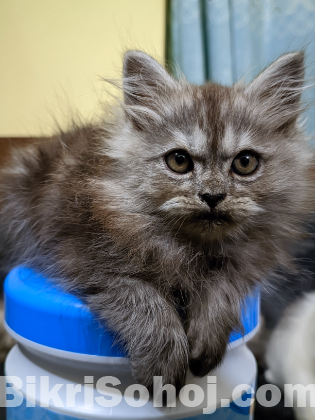 Doll Face Persian kitten (Maine Coon cat breed)
